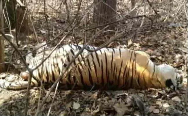 Hổ 12 tuổi bị hổ 8 tuổi ăn thịt trong khu bảo tồn ở Ấn Độ