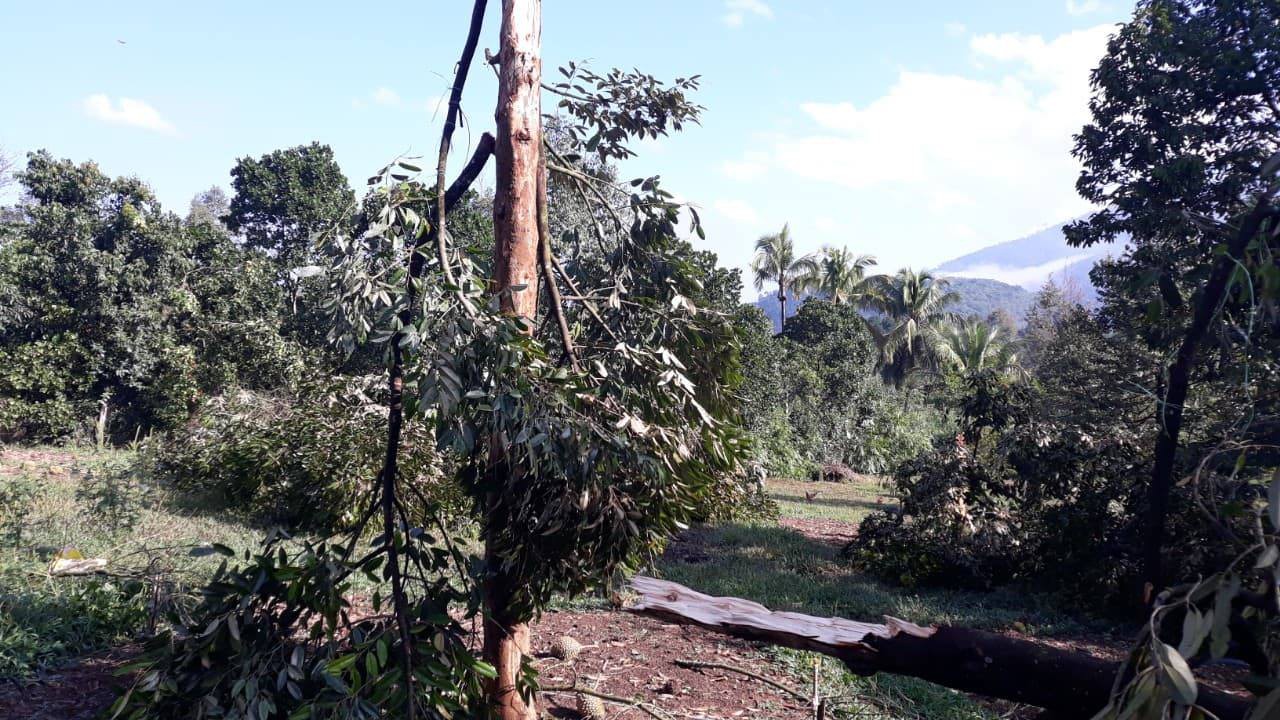 Lâm Đồng: 20 ngôi nhà tốc mái, hàng nghìn gốc sầu riêng gãy đổ trong lốc xoáy kinh hoàng, người dân khóc nghẹn