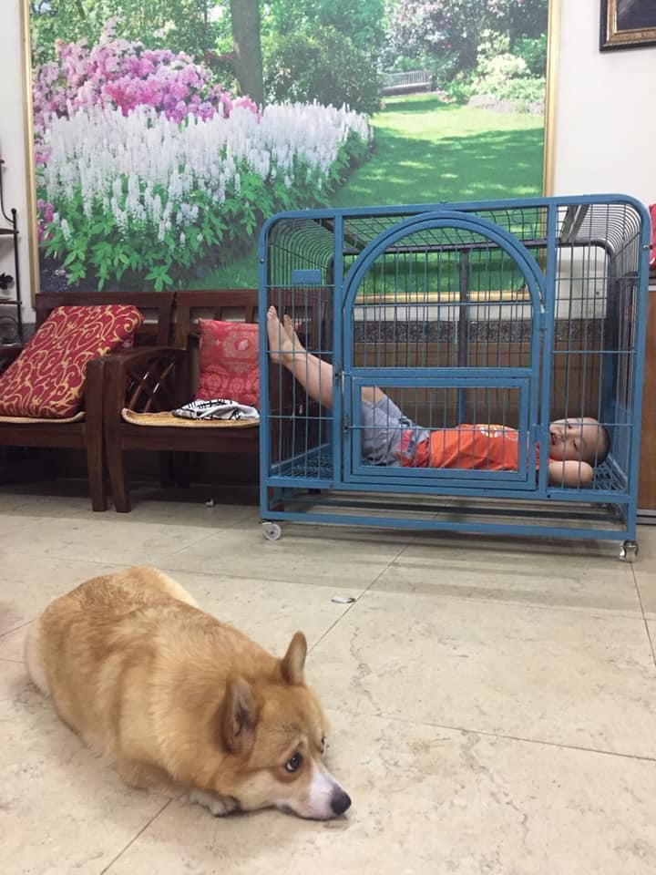 Sự tích đi ăn cỗ về mất chỗ của boss: Cư dân mạng thương lắm nhưng không làm gì được