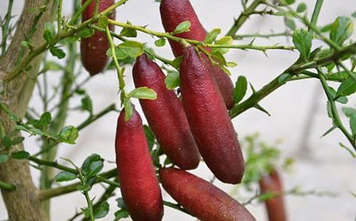 Chanh ngón tay giá vài triệu đồng một kg