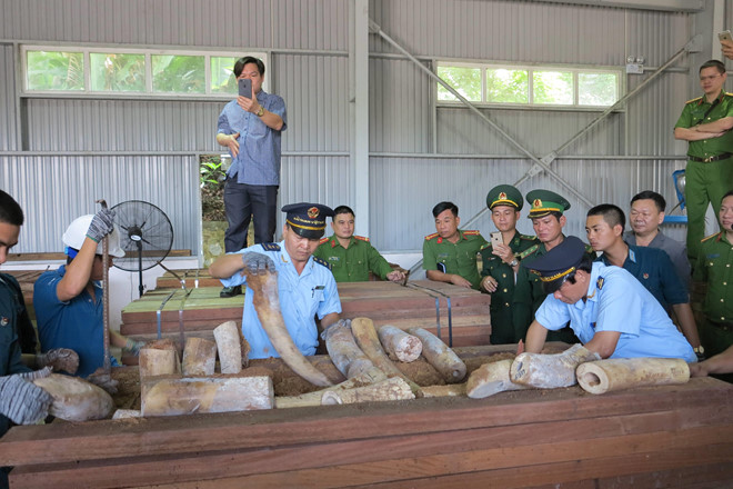 Phát hiện hơn 9 tấn ngà voi châu Phi nhập về Đà Nẵng