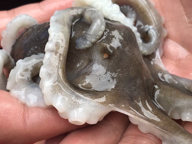 Gom yến sào Việt Nam 100 triệu/kg sang Trung Quốc bán 500 triệu/kg