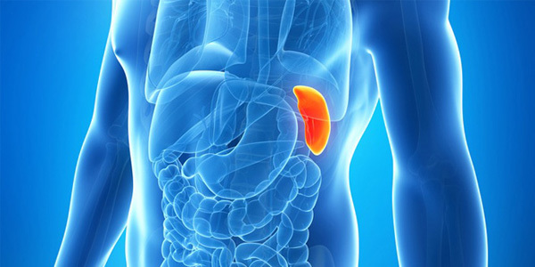 Điểm danh 7 cơ quan nội tạng dù mất đi bạn vẫn có thể sống khỏe mạnh