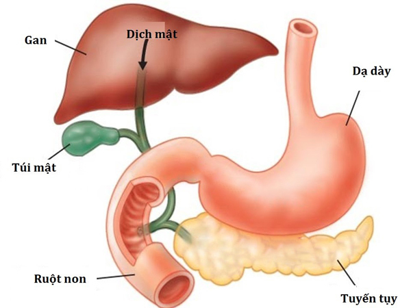 Điểm danh 7 cơ quan nội tạng dù mất đi bạn vẫn có thể sống khỏe mạnh