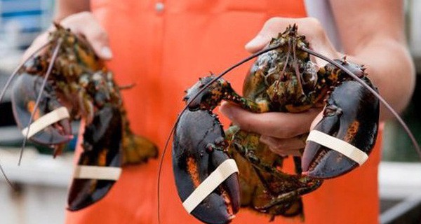 Tôm hùm Mỹ bay nửa vòng trái đất về Việt Nam được bán rẻ như gà, vịt