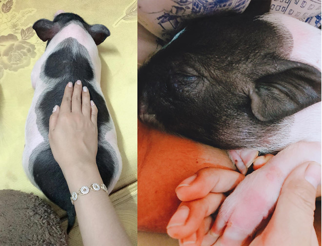 9X nuôi heo nặng gần 150kg, chăm sóc nuông chiều thay thú cưng