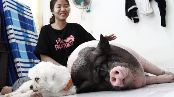 9X nuôi heo nặng gần 150kg, chăm sóc nuông chiều thay thú cưng