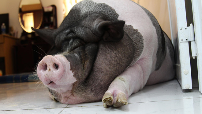 9X nuôi heo nặng gần 150kg, chăm sóc nuông chiều thay thú cưng