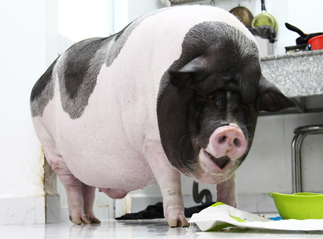 9X nuôi heo nặng gần 150kg, chăm sóc nuông chiều thay thú cưng