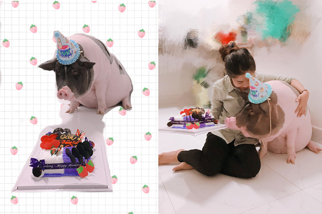 9X nuôi heo nặng gần 150kg, chăm sóc nuông chiều thay thú cưng