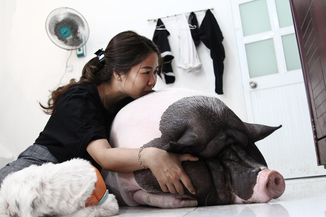 9X nuôi heo nặng gần 150kg, chăm sóc nuông chiều thay thú cưng