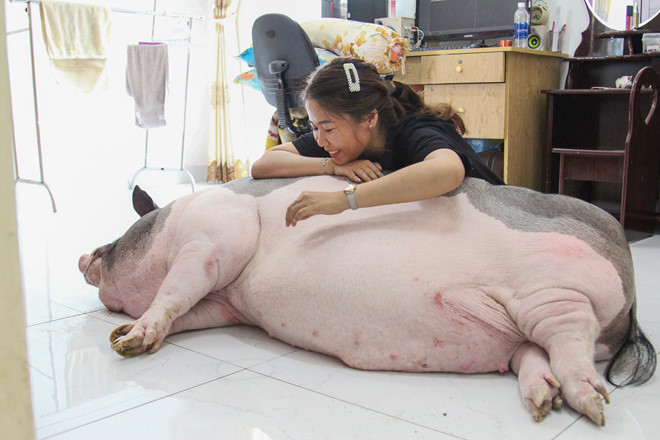 9X nuôi heo nặng gần 150kg, chăm sóc nuông chiều thay thú cưng