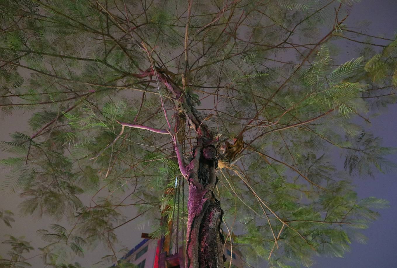 Công nhân trắng đêm thay thế cây xanh sâu mục ở Hà Nội