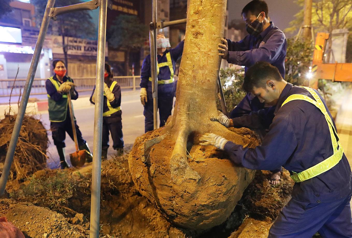 Công nhân trắng đêm thay thế cây xanh sâu mục ở Hà Nội