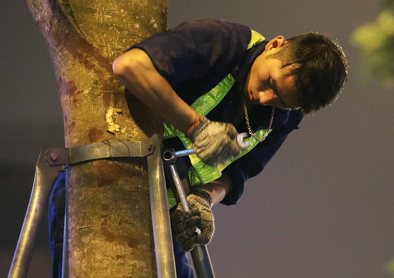 Công nhân trắng đêm thay thế cây xanh sâu mục ở Hà Nội