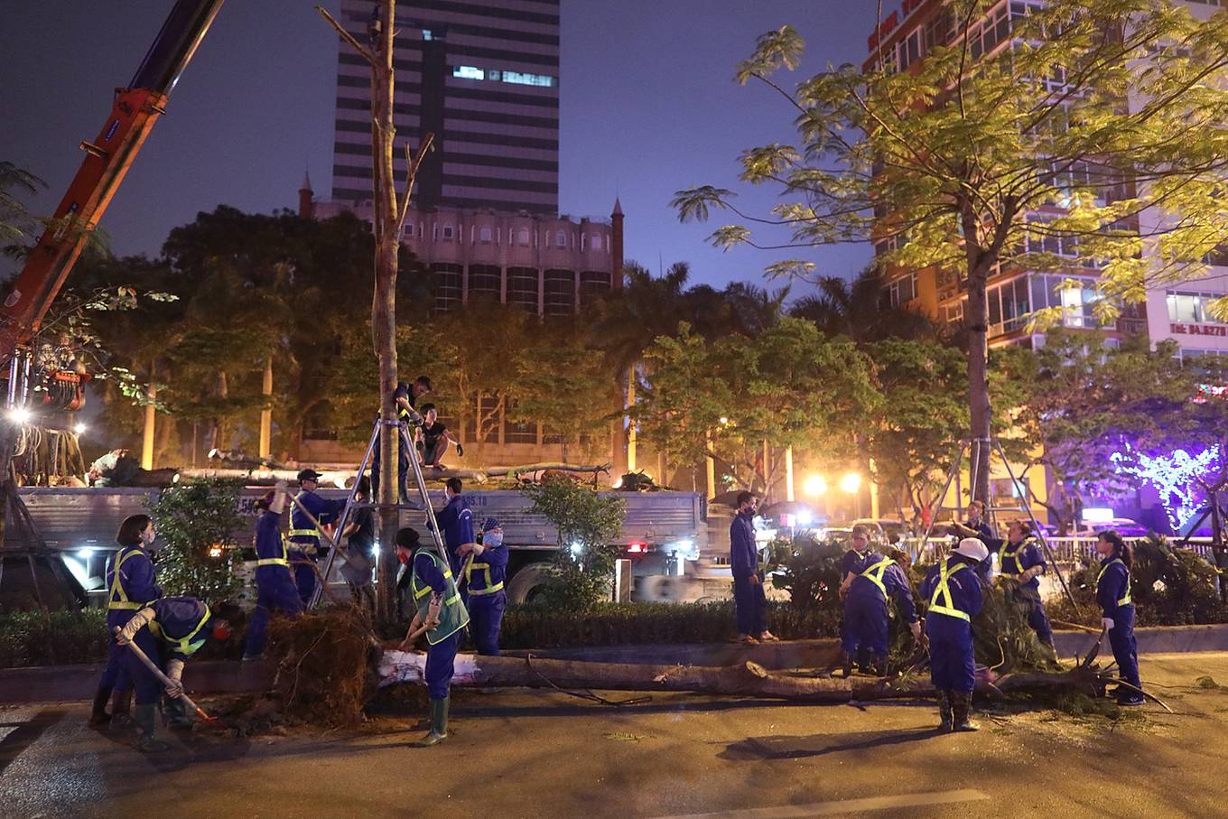 Công nhân trắng đêm thay thế cây xanh sâu mục ở Hà Nội