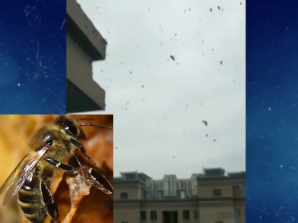 Điều gì xảy ra khi hàng xóm của bạn nuôi 10.000 con ong làm… ‘thú cưng