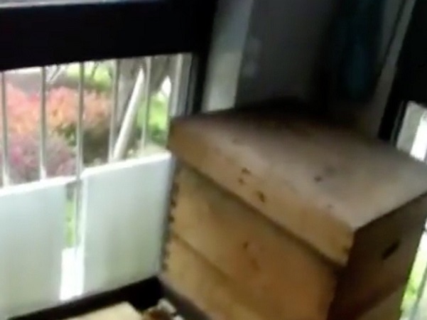 Điều gì xảy ra khi hàng xóm của bạn nuôi 10.000 con ong làm… ‘thú cưng