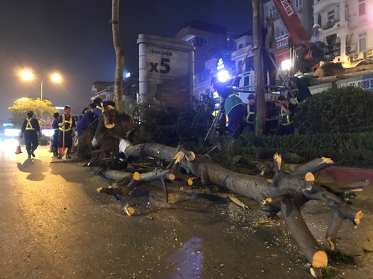 Hà Nội lý giải gì về việc bất ngờ chặt hạ hàng loạt cây phượng trong đêm?