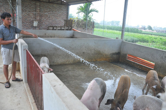 Bộ Tư pháp tuýt còi quy định không nuôi heo bằng bèo tây, thân chuối