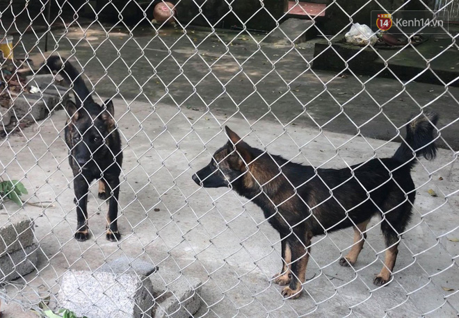 Nỗi đau của bố bé trai bị đàn chó cắn tử vong: Con tôi sợ chó lắm, mọi ngày có chị nó ra đón, hôm qua chưa kịp ra thì...