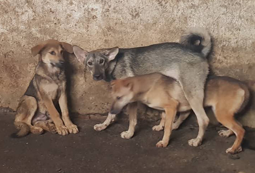 Hai bố con ở Hòa Bình tử vong vì chó dại cắn