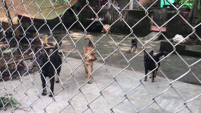 Chủ đàn chó dữ cắn bé trai 7 tuổi tử vong đối diện hình phạt nào?