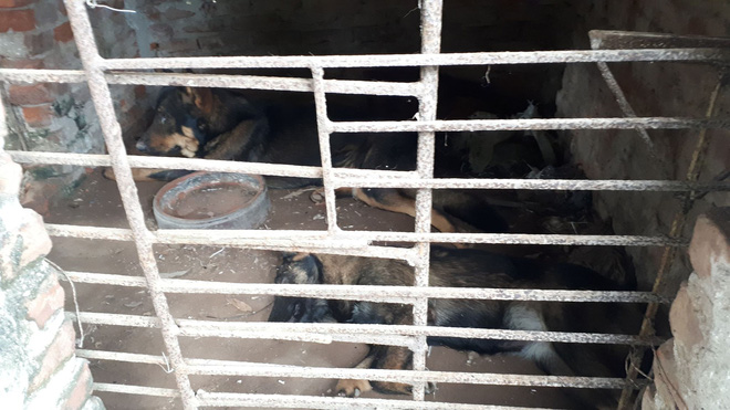 Chủ đàn chó cắn bé trai 7 tuổi tử vong: Nuôi chó để vui cửa vui nhà, sự việc xảy ra tôi cũng ân hận lắm