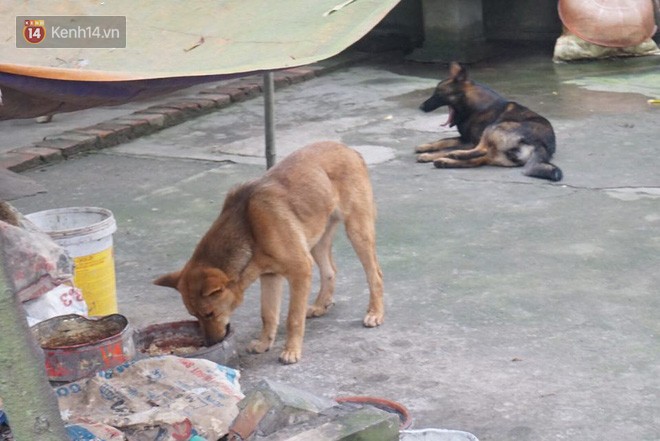 Chủ đàn chó cắn bé trai 7 tuổi tử vong lao ra khỏi nhà uy hiếp, chửi bới phóng viên
