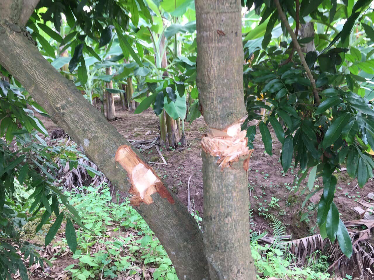 Hưng Yên: Vườn nhãn gần 100 gốc của lão nông bị kẻ gian chặt phá, nghi do mâu thuẫn với hàng xóm láng giềng