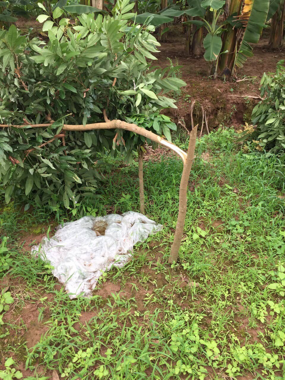 Hưng Yên: Vườn nhãn gần 100 gốc của lão nông bị kẻ gian chặt phá, nghi do mâu thuẫn với hàng xóm láng giềng