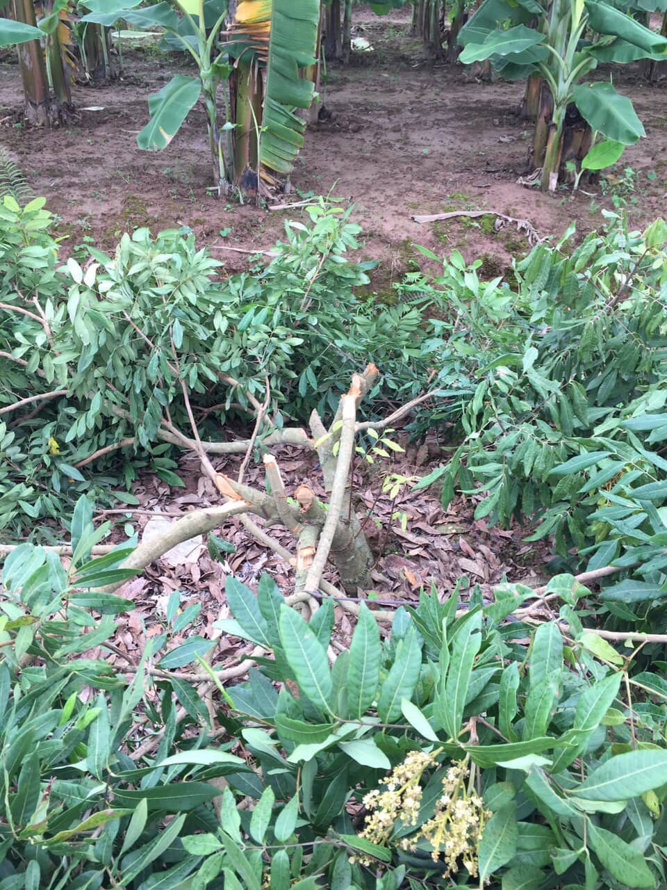 Hưng Yên: Vườn nhãn gần 100 gốc của lão nông bị kẻ gian chặt phá, nghi do mâu thuẫn với hàng xóm láng giềng