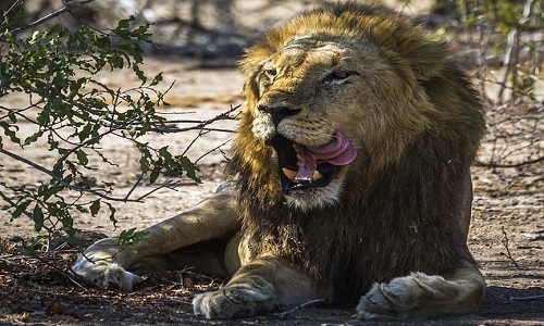 Thợ săn trộm bị voi đè chết và sư tử ăn thịt