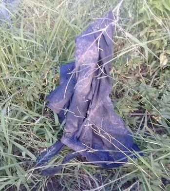 Thợ săn trộm bị voi đè chết và sư tử ăn thịt