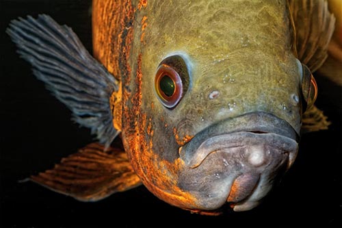 Người đàn ông suýt đi tù vì ngược đãi cá cảnh