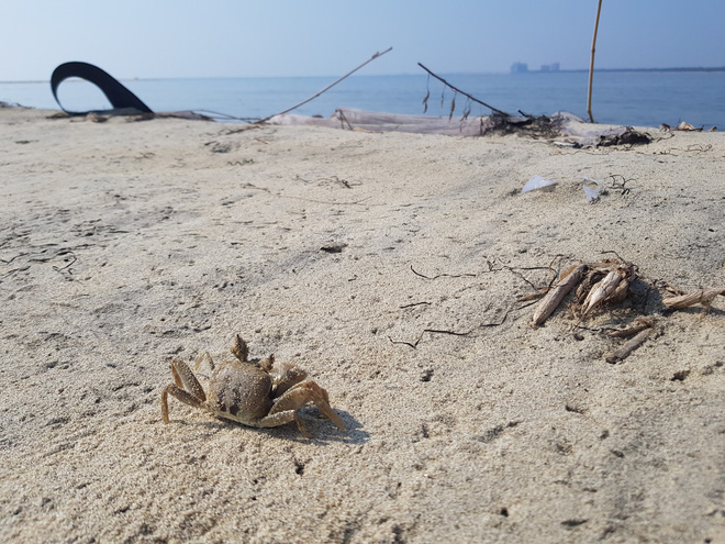 Cận cảnh hòn đảo lạ mới xuất hiện ngoài biển khiến chính quyền Quảng Nam lúng túng