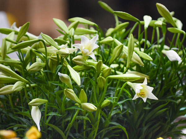 Miền Bắc đầu tuần oi bức, miền Trung nắng nóng