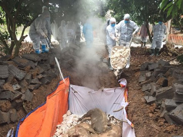 Hai cán bộ ở Quảng Ninh bị cảnh cáo vì chỉ đạo chôn lợn chết ở sân bóng