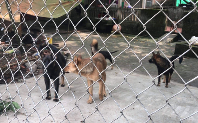 Vụ đàn chó cắn bé trai 7 tuổi tử vong: Không nhận diện được con chó nào tấn công nạn nhân