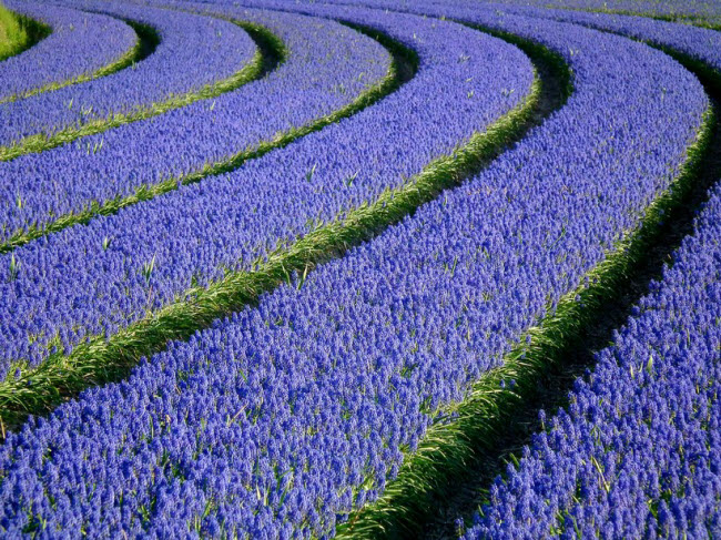 Mù Cang Chải lọt vào top địa điểm sắc màu nhất thế giới