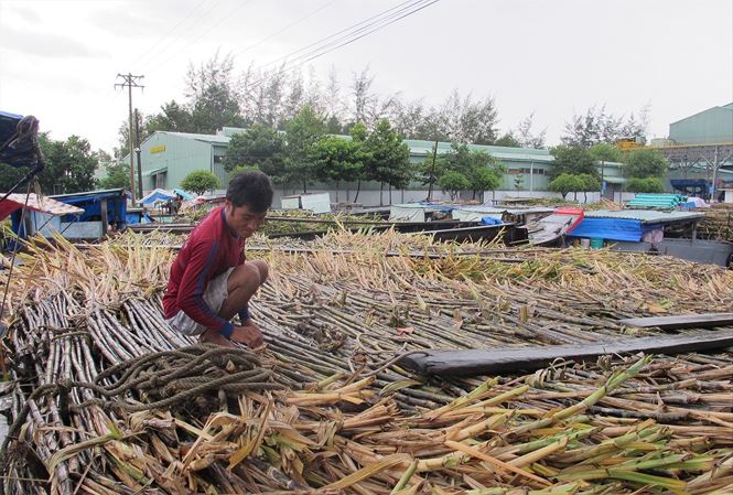 Hàng loạt nhà máy đường nguy cơ phá sản