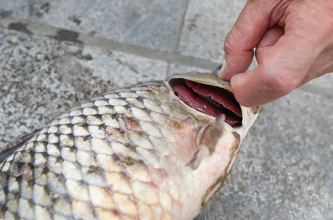 Cá chết dạt vào ven hồ Tây