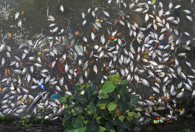 Cá chết dạt vào ven hồ Tây