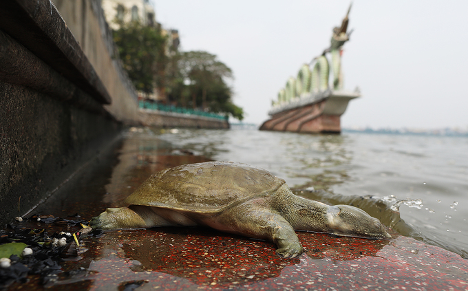 Cá chết dạt vào ven hồ Tây