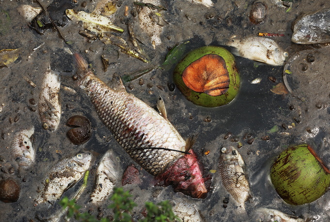 Cá chết dạt vào ven hồ Tây