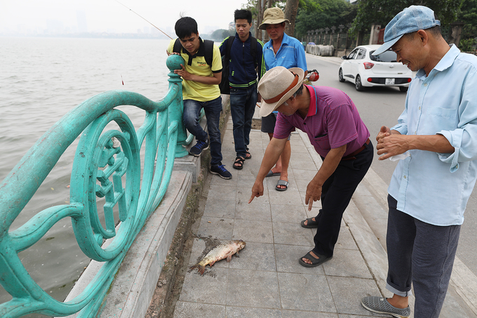 Cá chết dạt vào ven hồ Tây