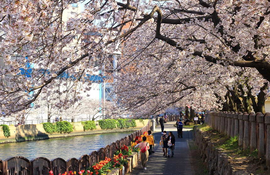 Hoa anh đào - ngành kinh doanh tỷ đô của Nhật Bản