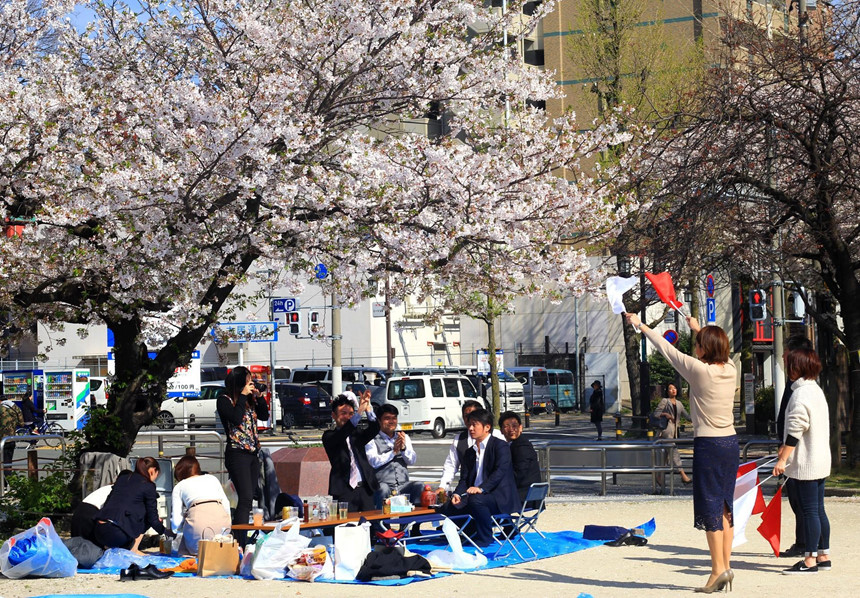 Hoa anh đào - ngành kinh doanh tỷ đô của Nhật Bản