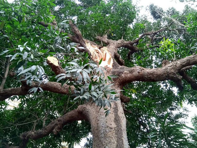 Hà Nội: Cây cổ thụ bất ngờ đổ sập xuống quán ăn, người dân hoảng loạn núp dưới gầm bàn cầu cứu