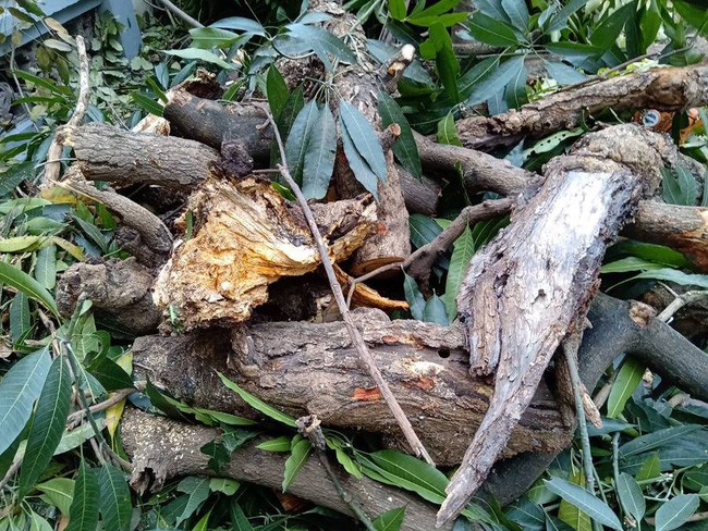 Hà Nội: Cây cổ thụ bất ngờ đổ sập xuống quán ăn, người dân hoảng loạn núp dưới gầm bàn cầu cứu